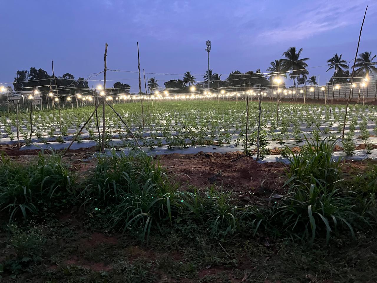 Chrysanthemum under lights